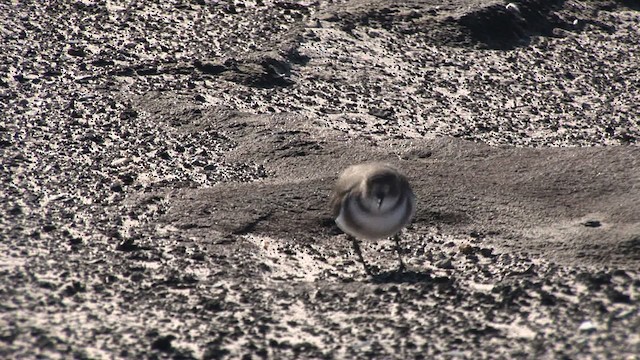 Two-banded Plover - ML468945