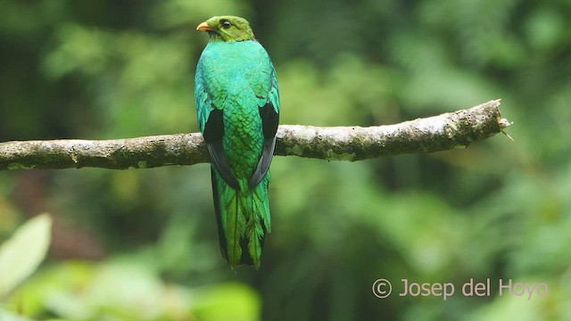 Golden-headed Quetzal - ML468945781