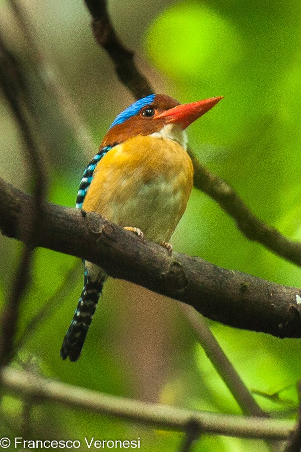 Banded Kingfisher - Francesco Veronesi