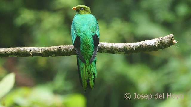 Golden-headed Quetzal - ML468946391