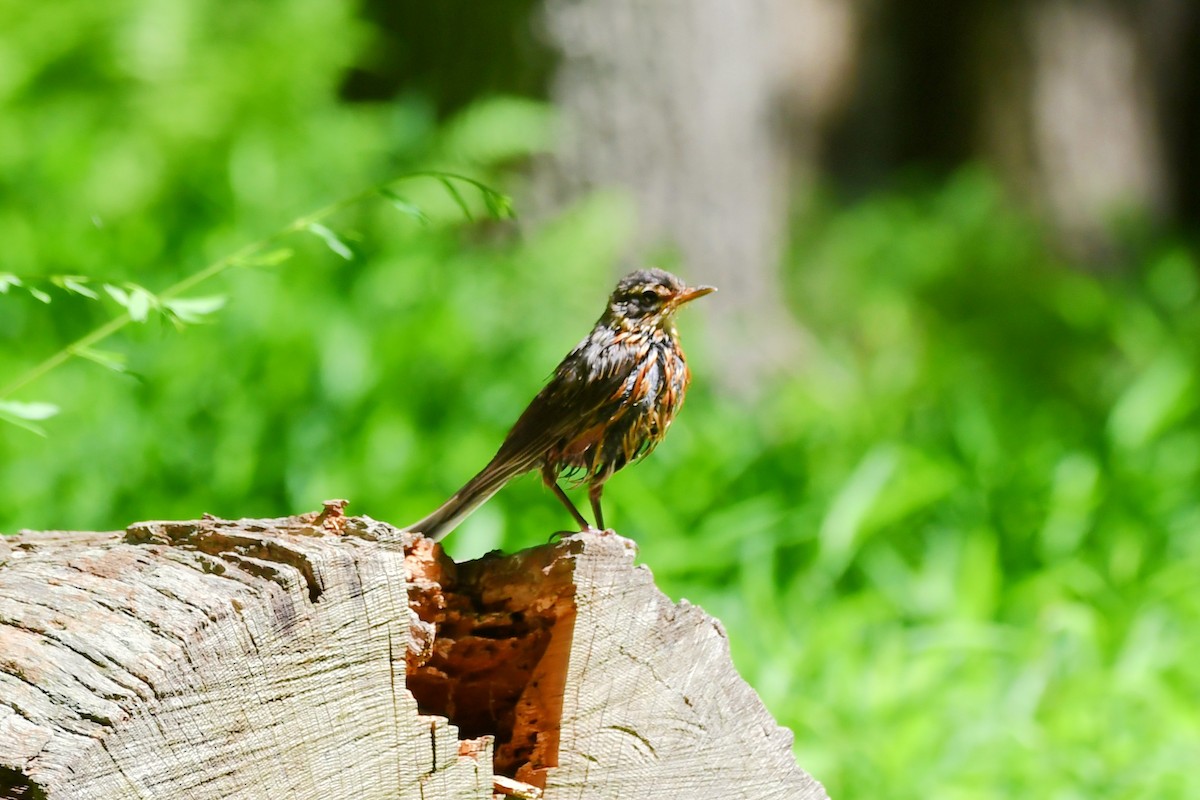 American Robin - ML468946851