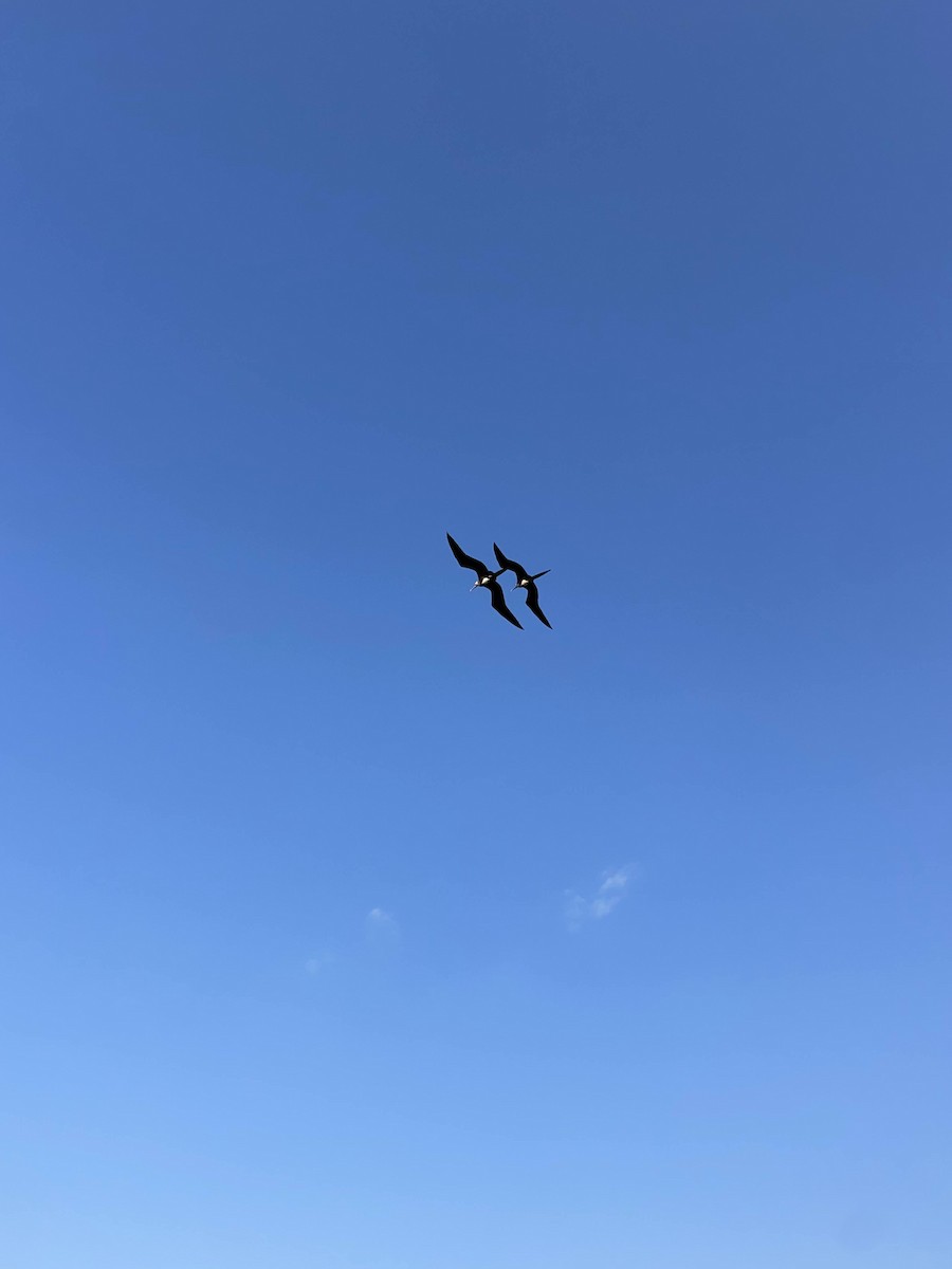 Magnificent Frigatebird - ML468947131