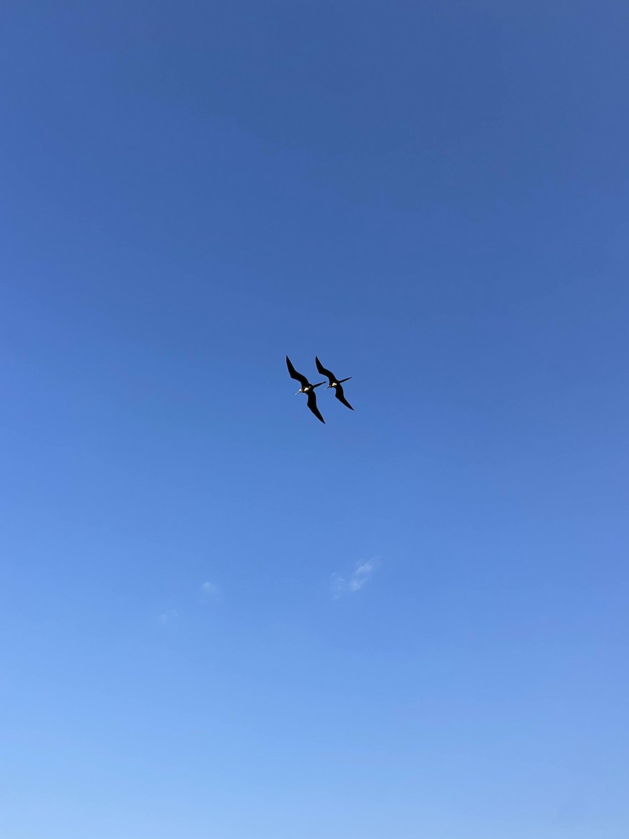 Magnificent Frigatebird - ML468947151