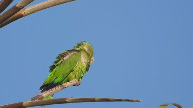 Red-crowned Amazon - ML468948301