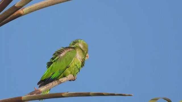 メキシコアカボウシインコ - ML468948301