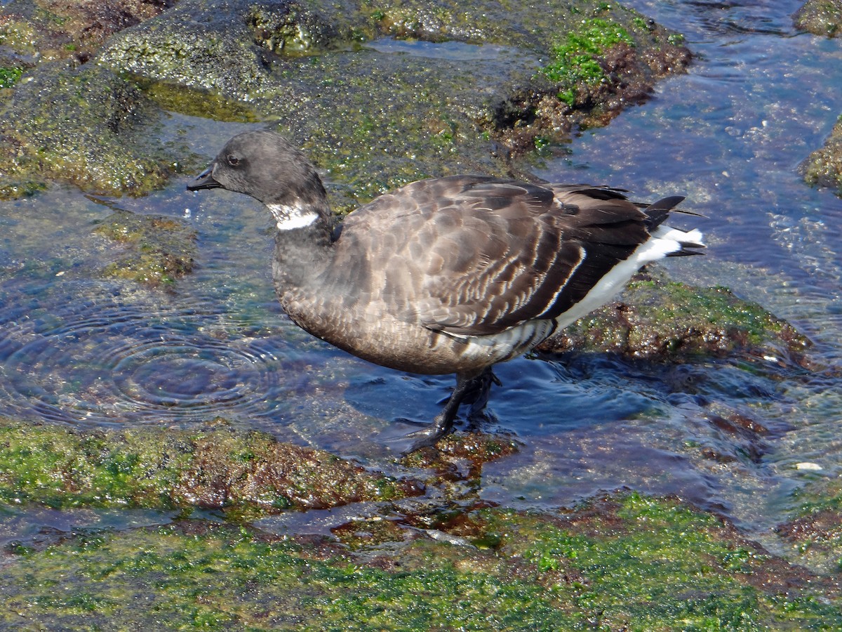 Brant - kas dumroese