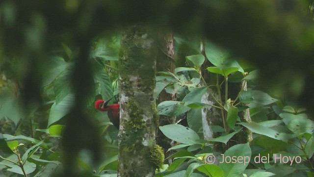 Picamaderos Ventrirrojo (haematogaster) - ML468949981