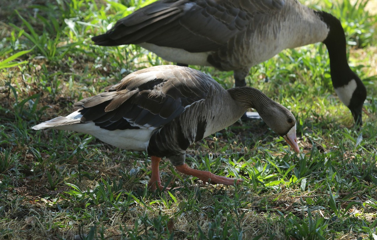Greater White-fronted Goose (Western) - Bill Hubick
