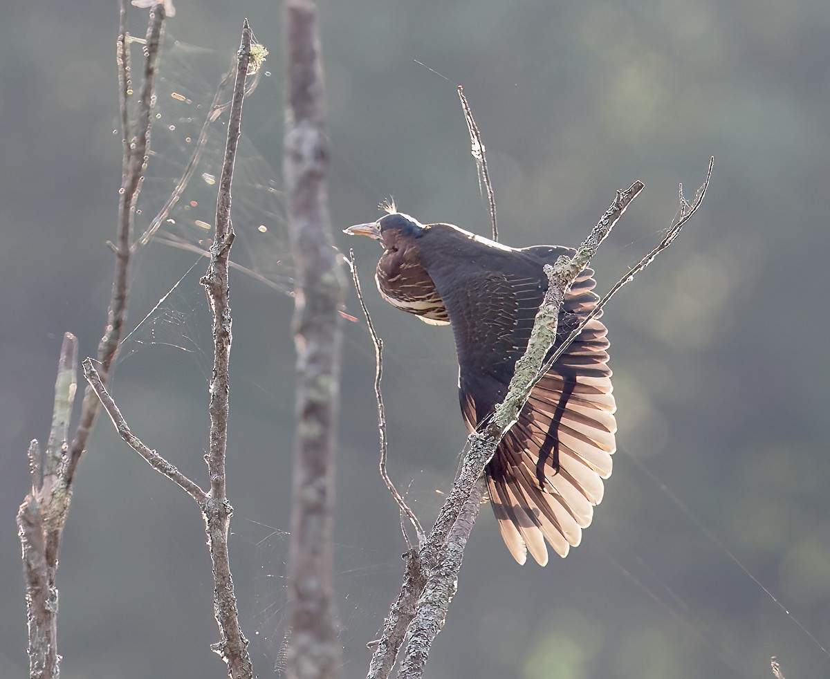 Green Heron - ML468951871