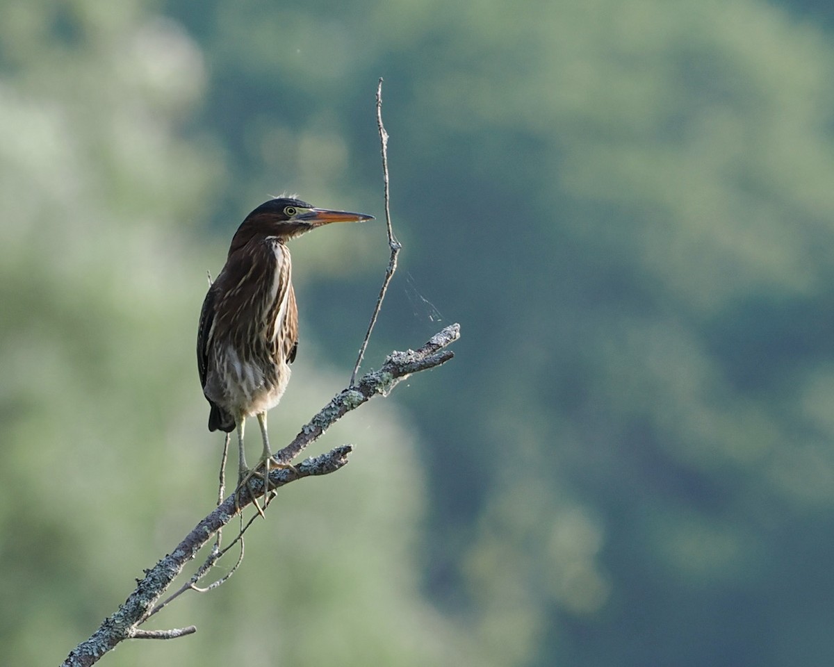 Green Heron - ML468951921