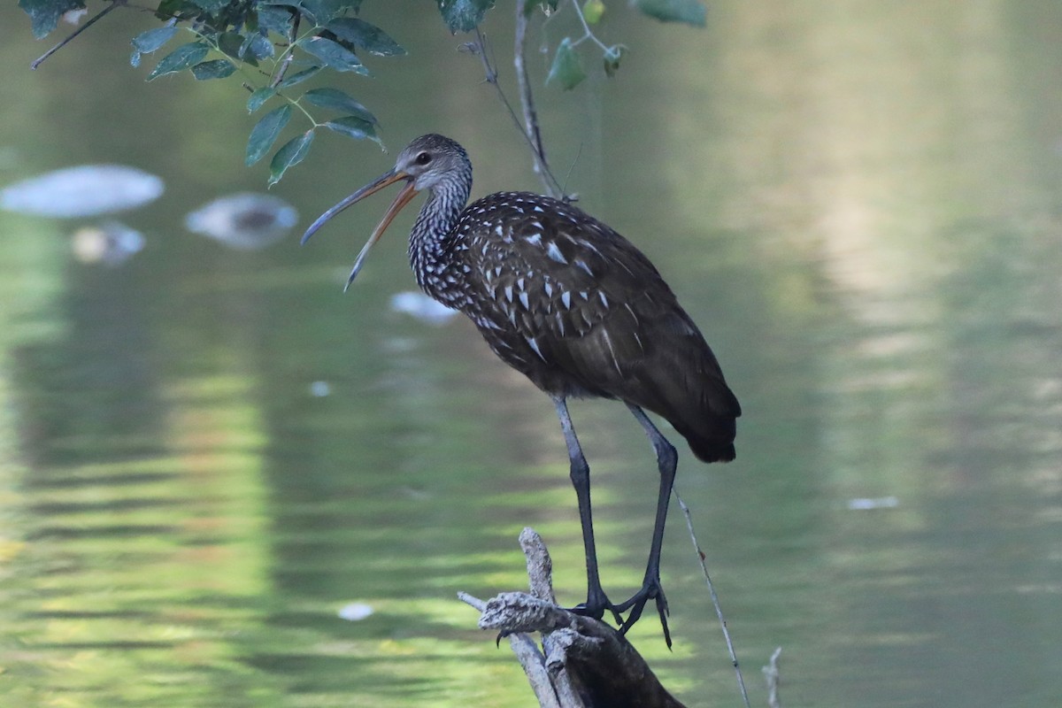 Limpkin - George Brode