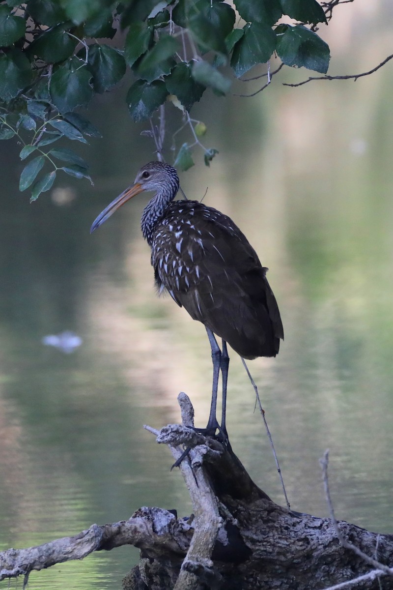 Limpkin - George Brode