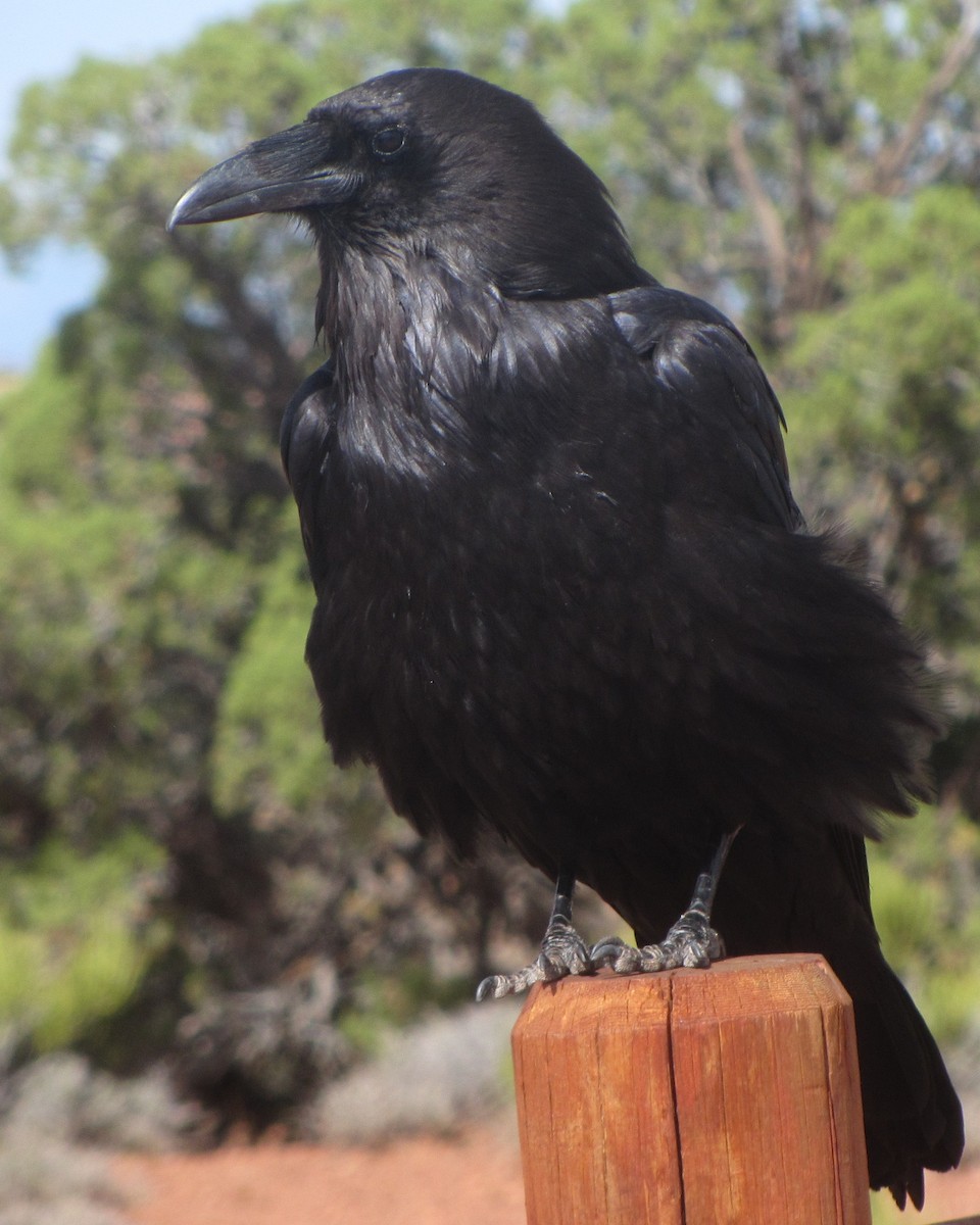 Common Raven - ML468954171