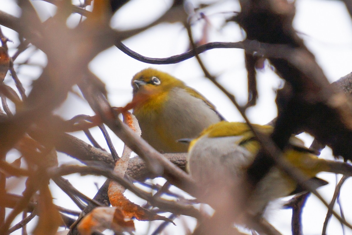 Indian White-eye - ML46895421