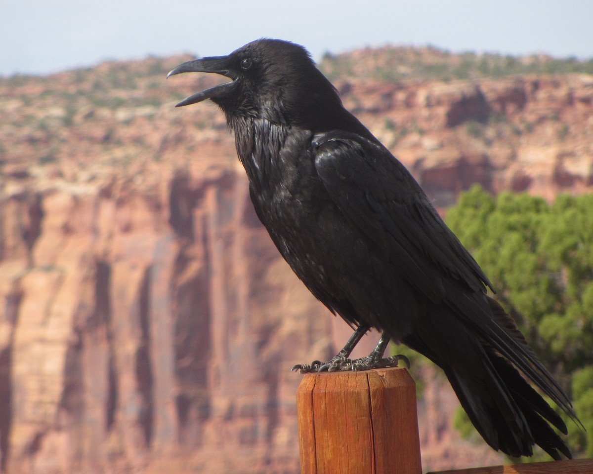 Common Raven - Josiah Chase