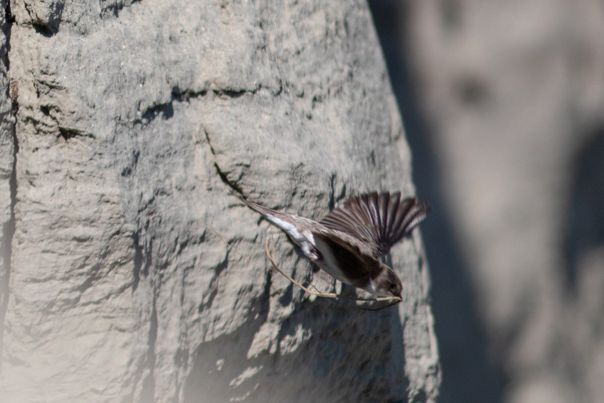 Bank Swallow - ML468954741