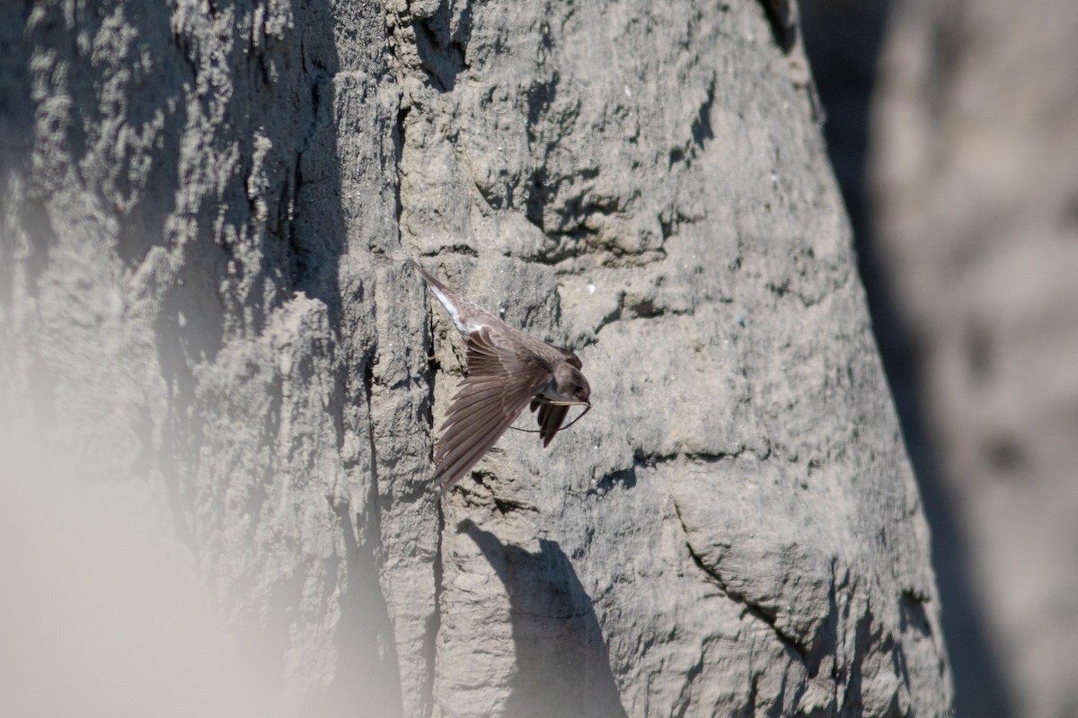 Bank Swallow - ML468954801