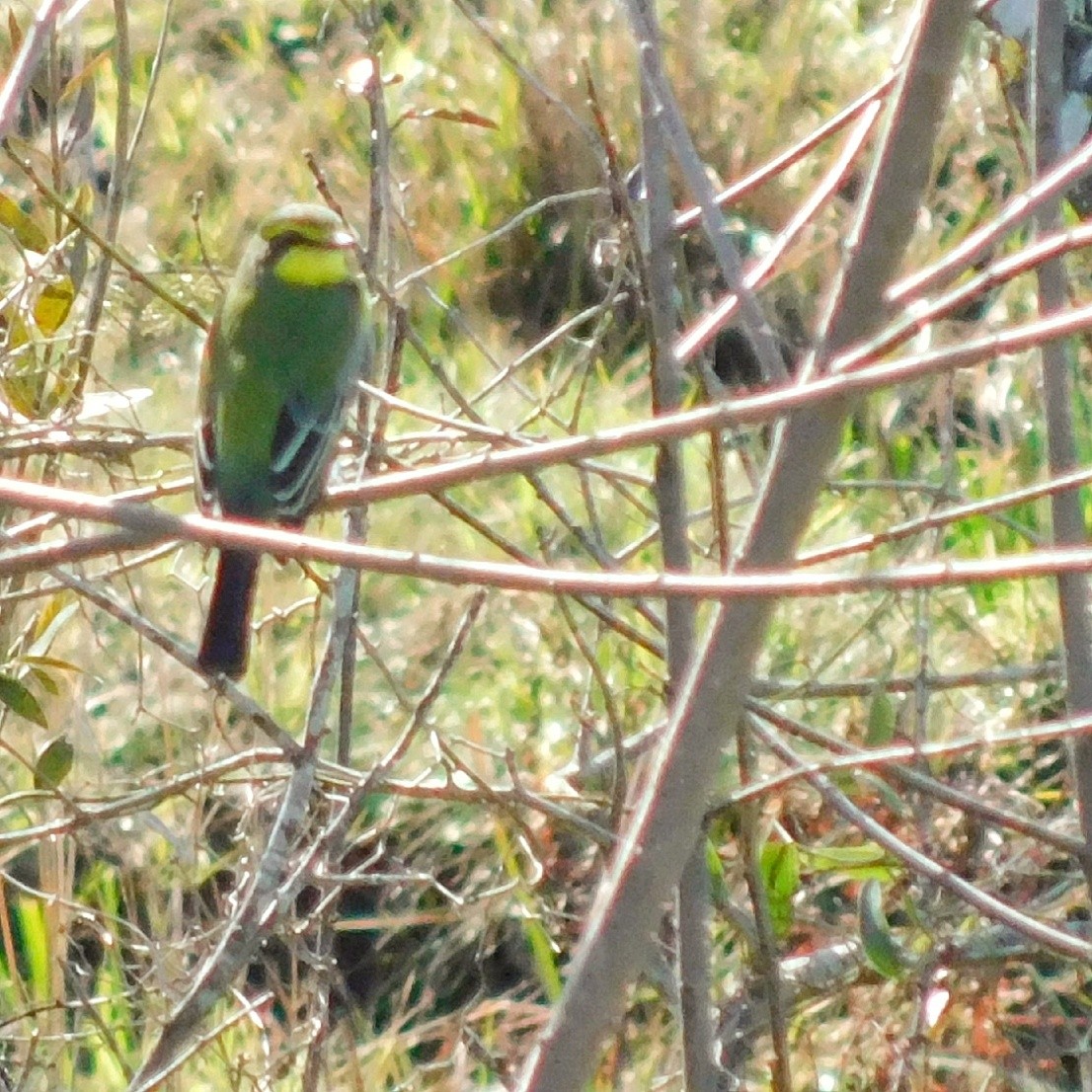 Yellow-browed Tyrant - Pablo Bruni