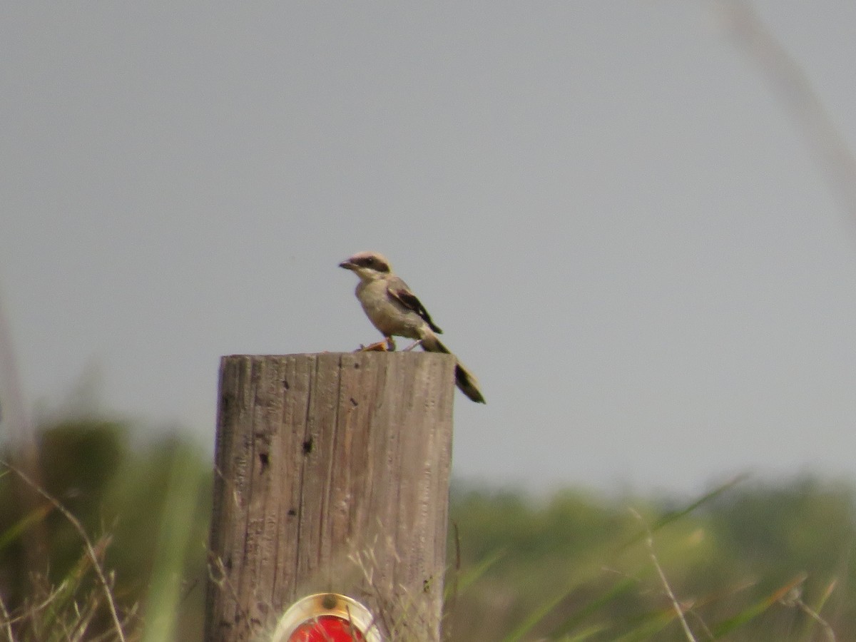 Pie-grièche migratrice - ML468957041