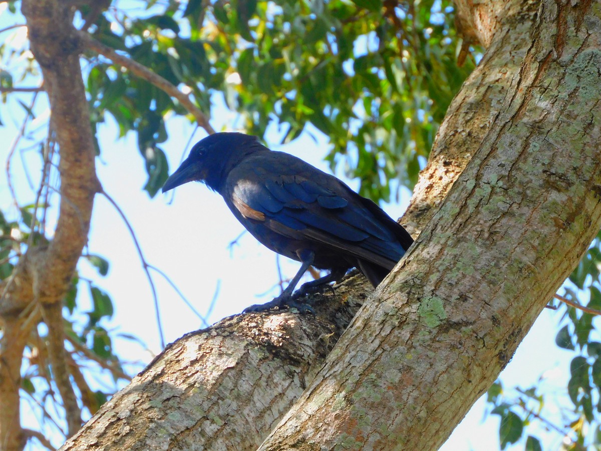 Fish Crow - ML468957351