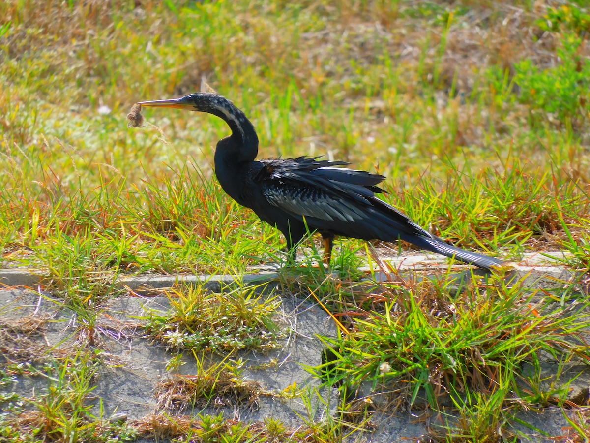 Anhinga - ML468957391