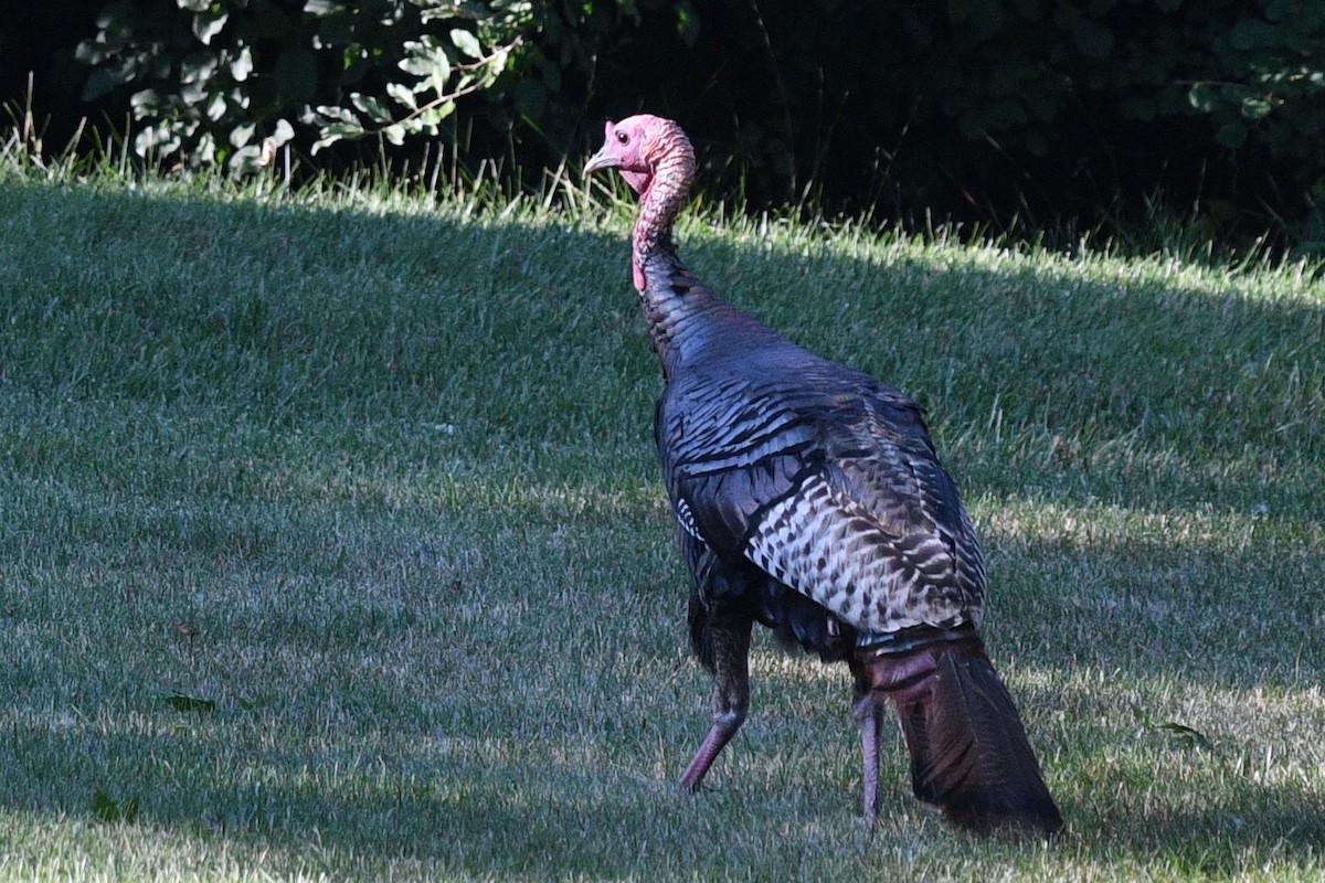 Wild Turkey - ML468957721