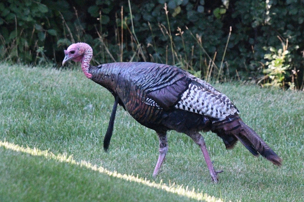 Wild Turkey - ML468957901