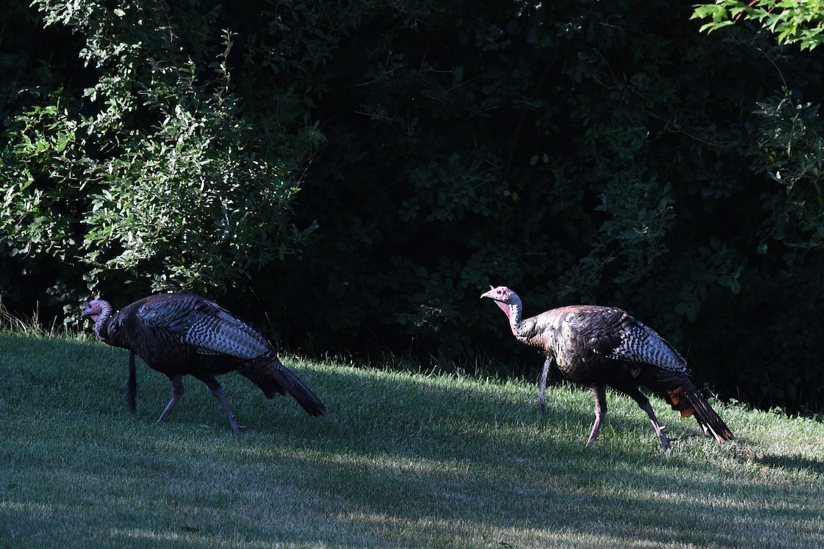 Wild Turkey - ML468957961