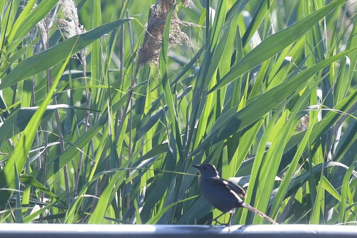 Gray Catbird - ML468958221