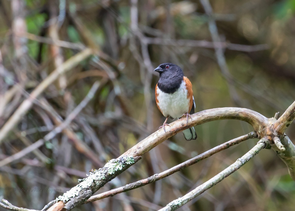 Eastern Towhee - ML468958301