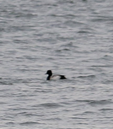 Greater Scaup - ML46895841