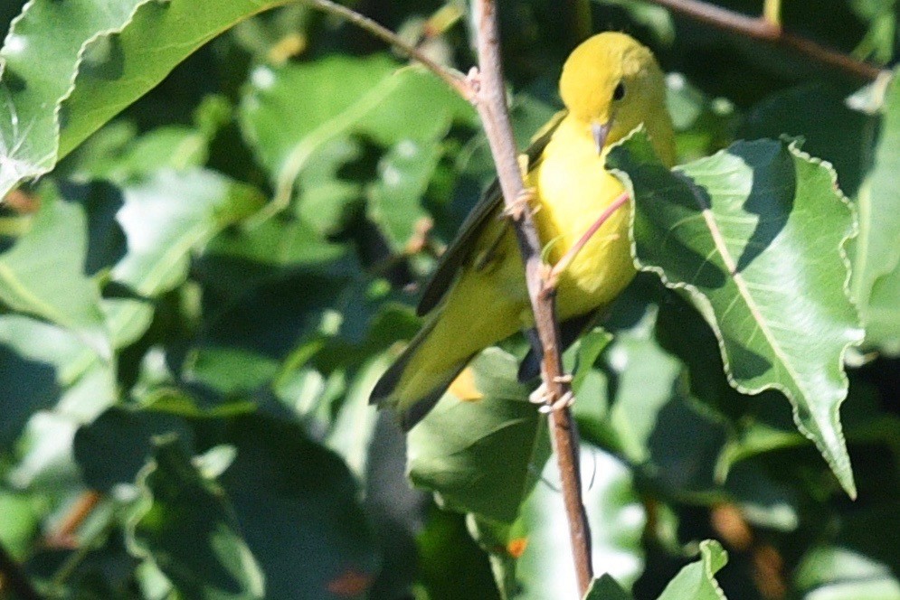 Yellow Warbler - ML468958411