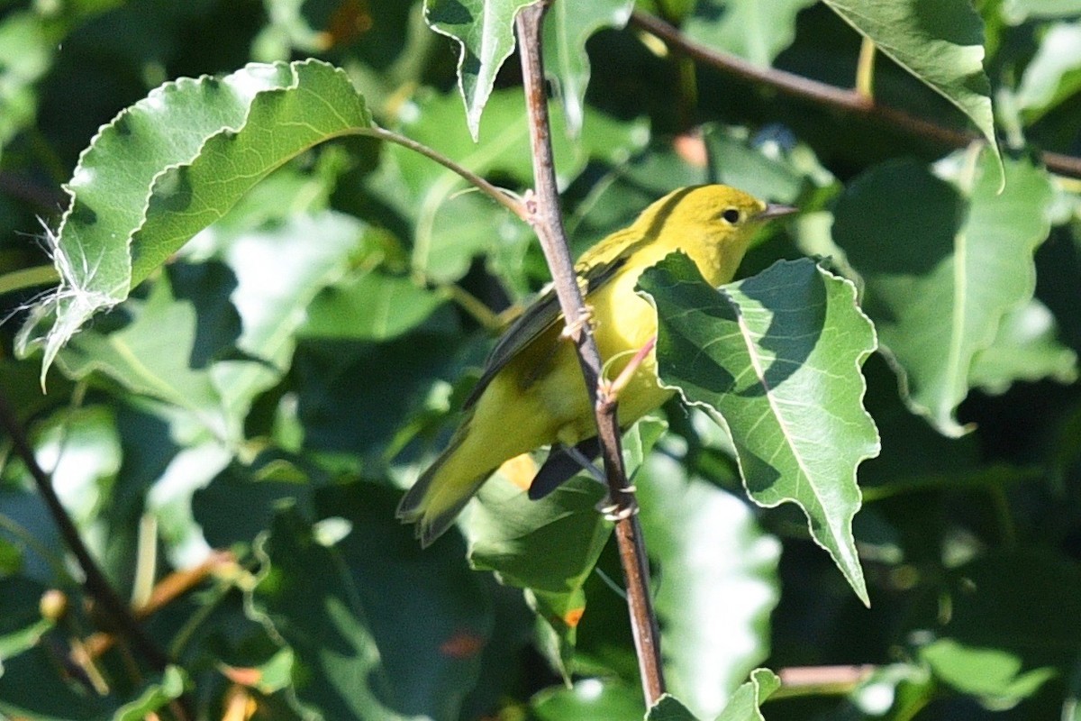 Yellow Warbler - ML468958421