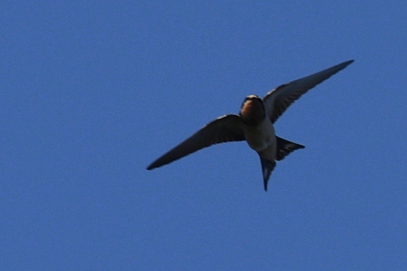 Barn Swallow - ML468958861