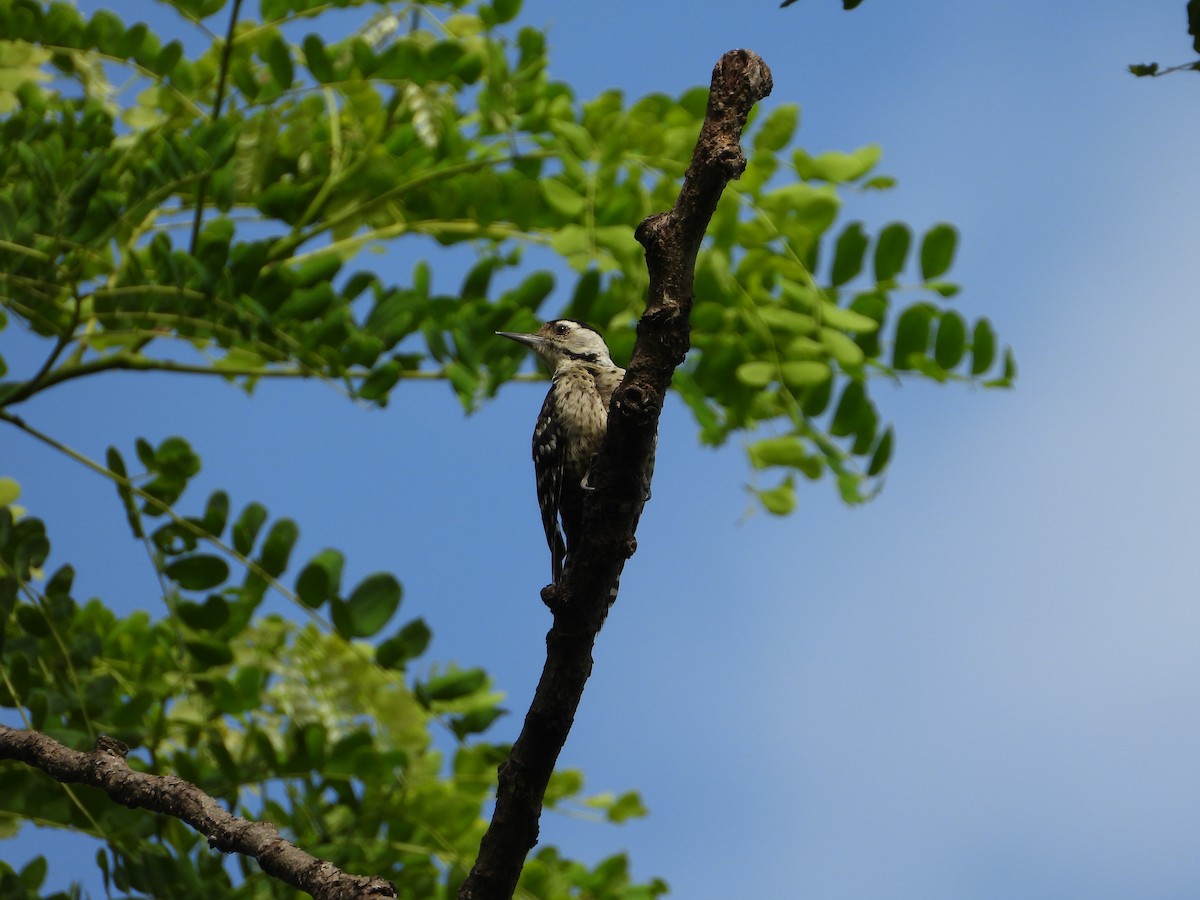Freckle-breasted Woodpecker - ML468958891
