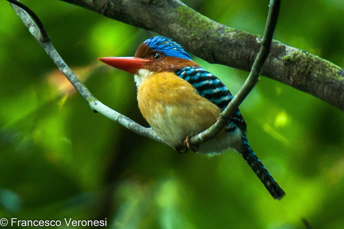Banded Kingfisher - Francesco Veronesi