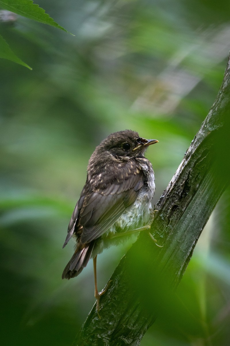 Hermit Thrush - ML468960881