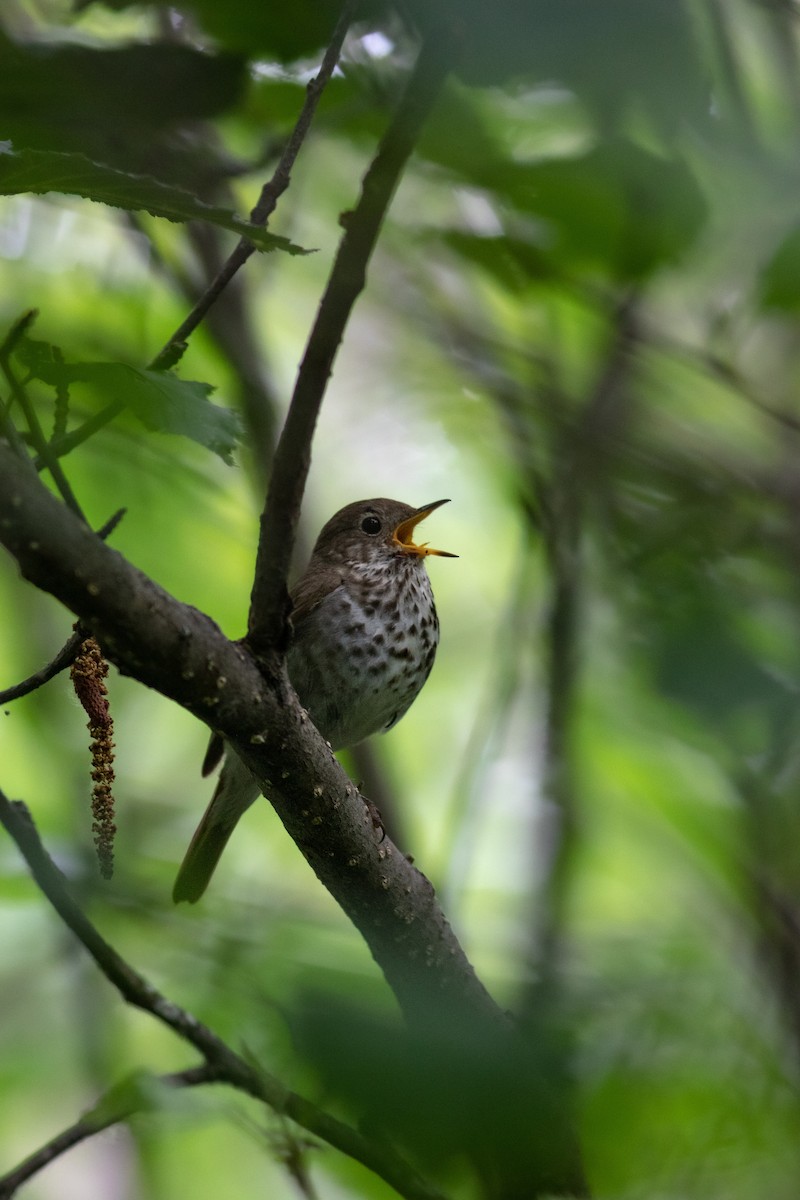 Hermit Thrush - ML468960901