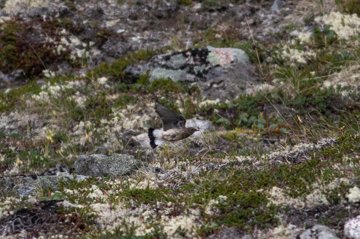 Northern Wheatear - ML468960921