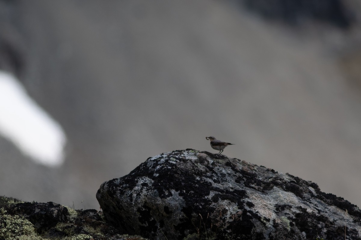 Northern Wheatear - ML468960961