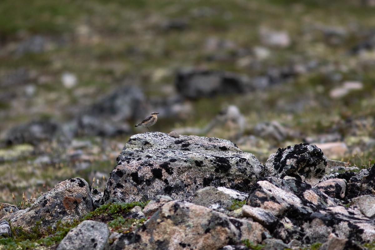 Northern Wheatear - ML468960981