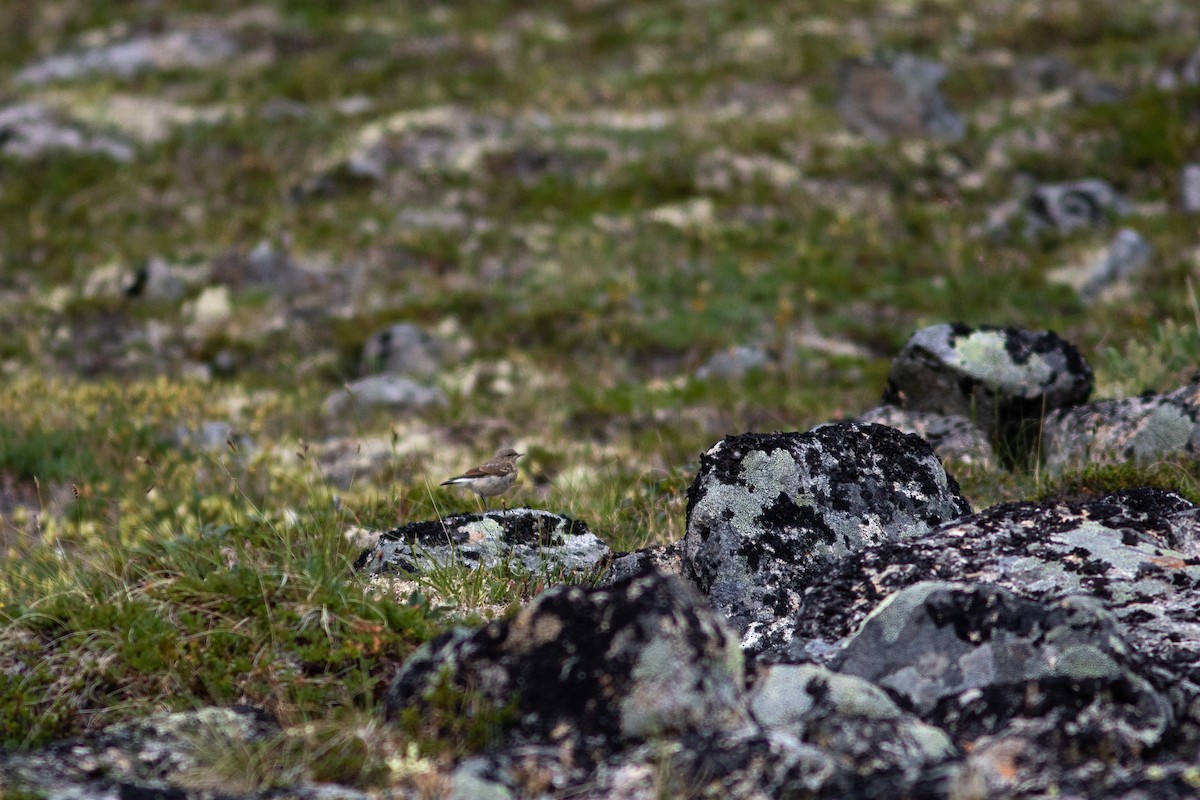 Northern Wheatear - ML468961031