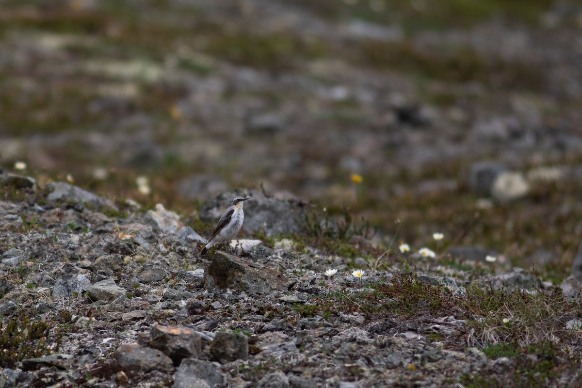 Northern Wheatear - Justin Saunders