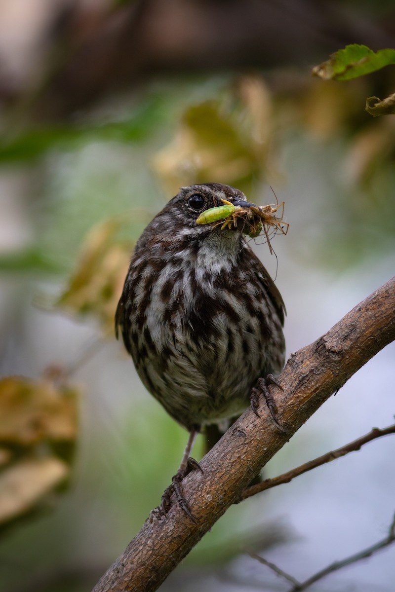 Song Sparrow - ML468961471