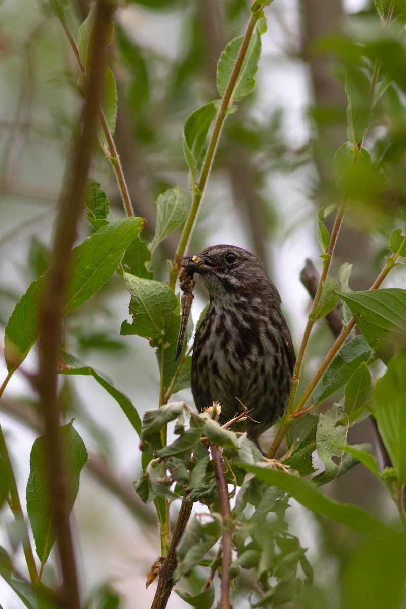 Song Sparrow - ML468961521