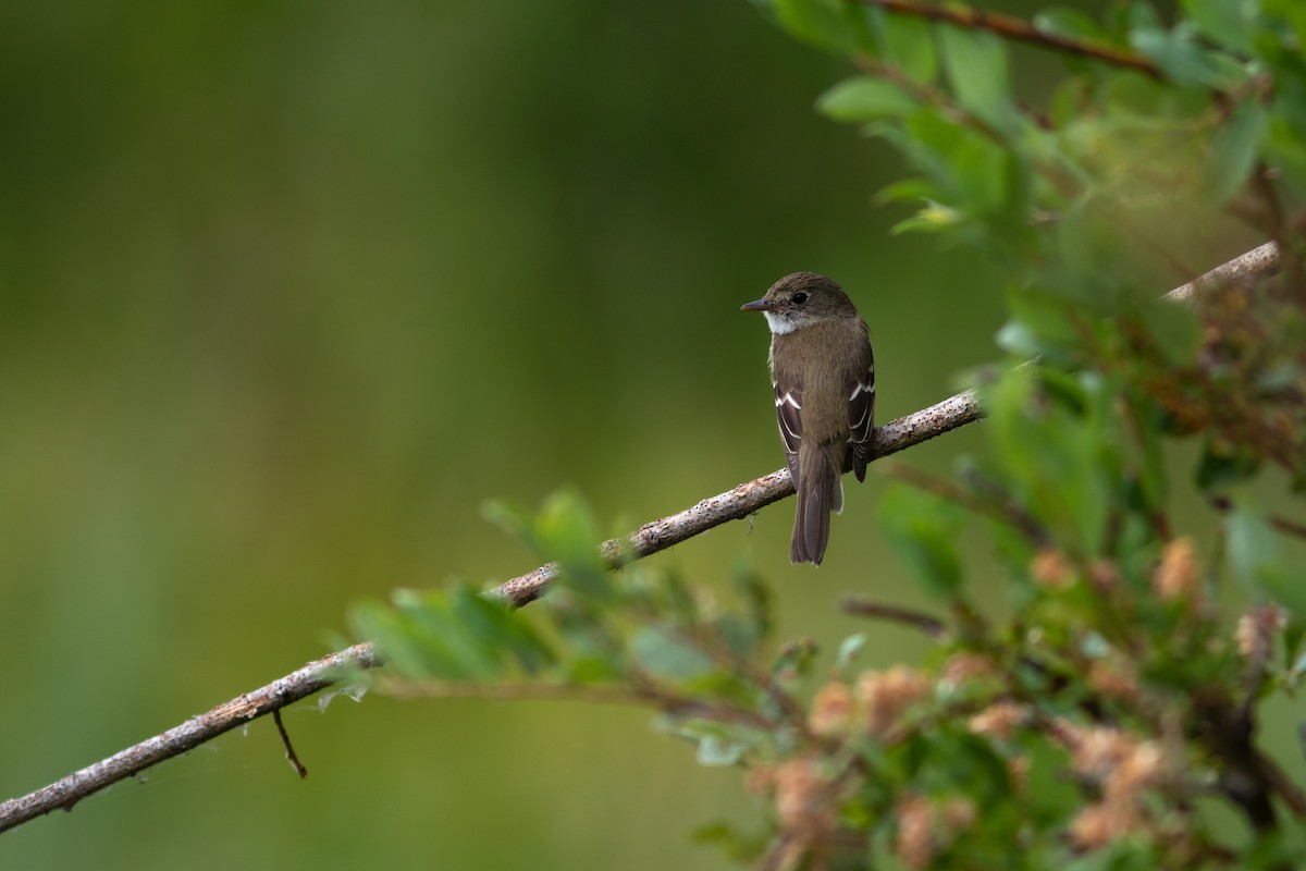 Alder Flycatcher - ML468961671