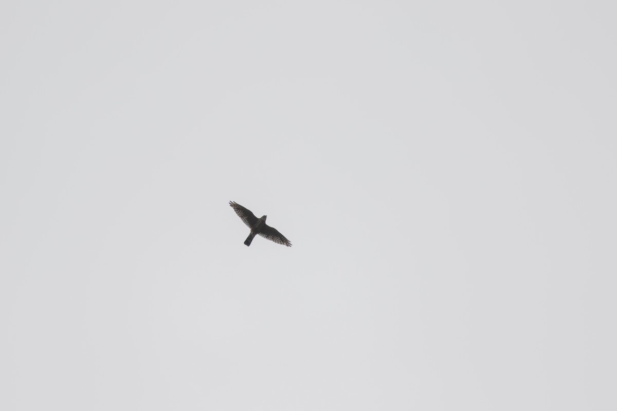Дербник (columbarius) - ML468961701