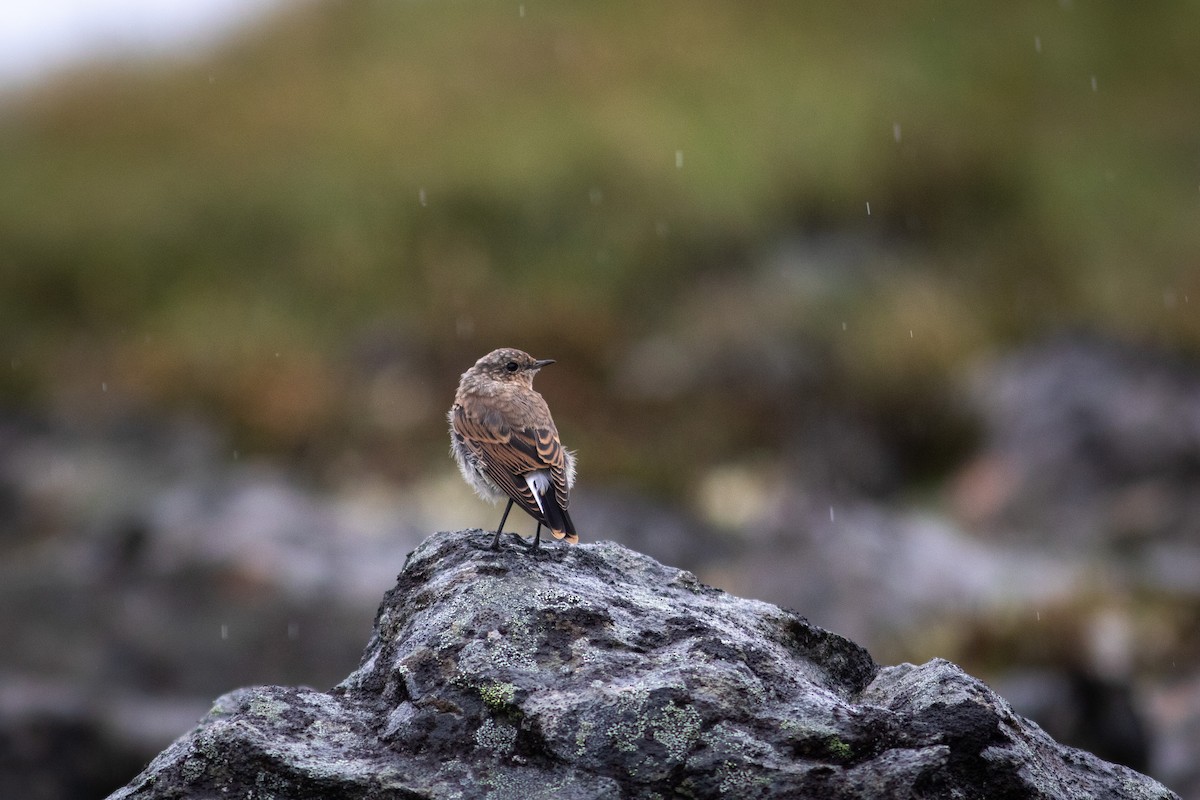 Northern Wheatear - ML468962421