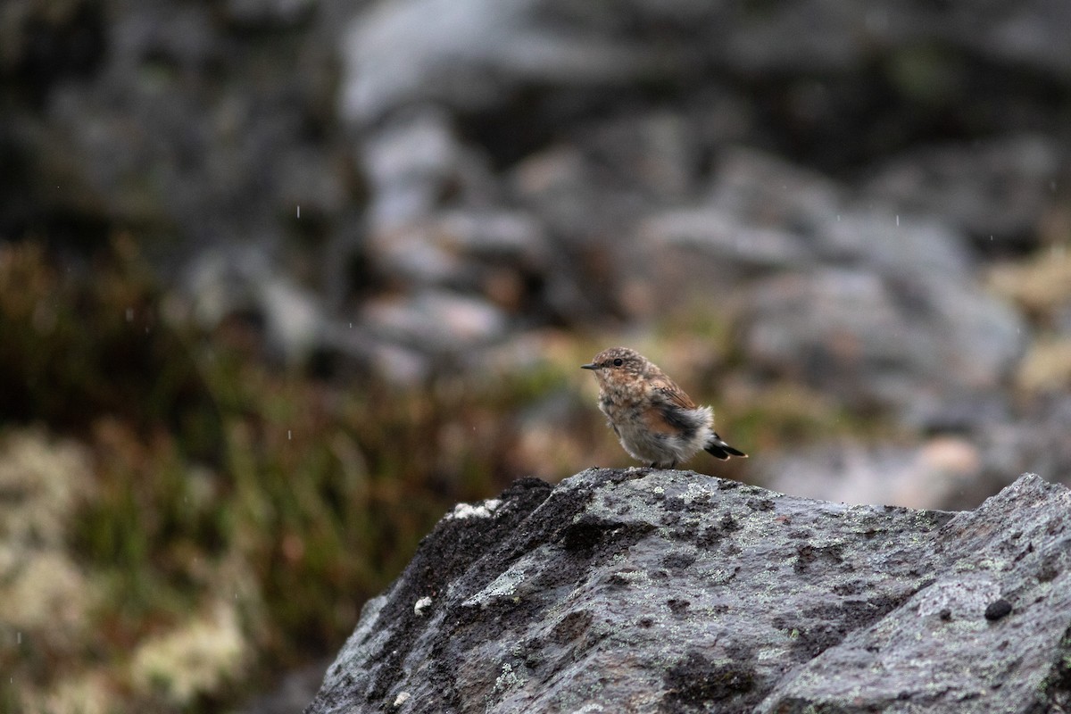 Northern Wheatear - ML468962431