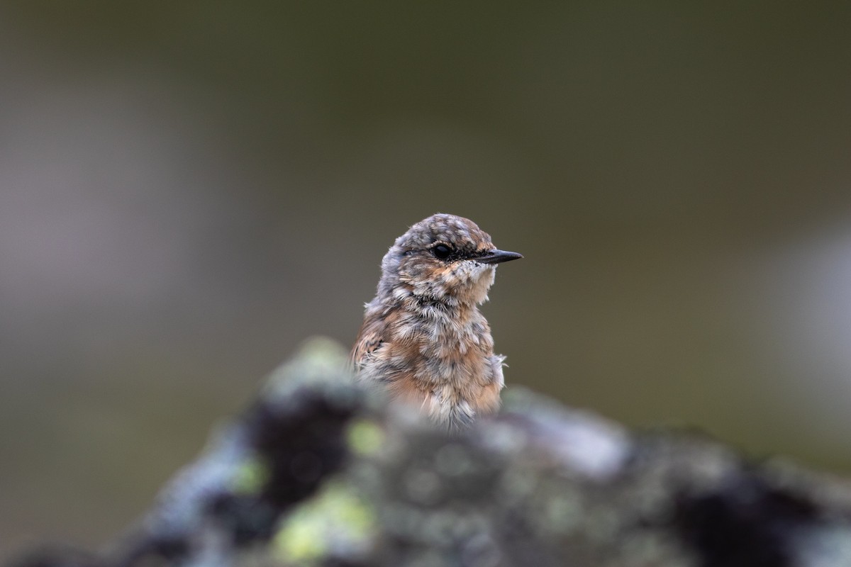 Northern Wheatear - ML468962711